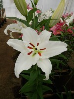 [4333 Meriva 2N VZ No02.JPG]